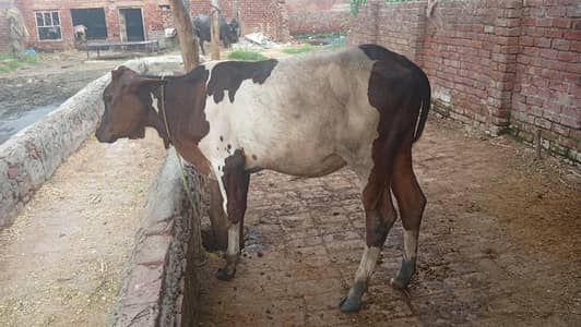 bachri for sale