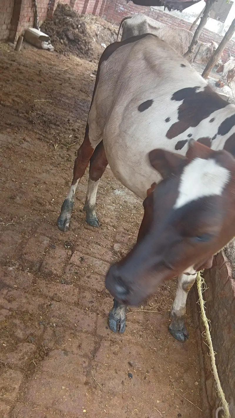 bachri for sale — photo 2
