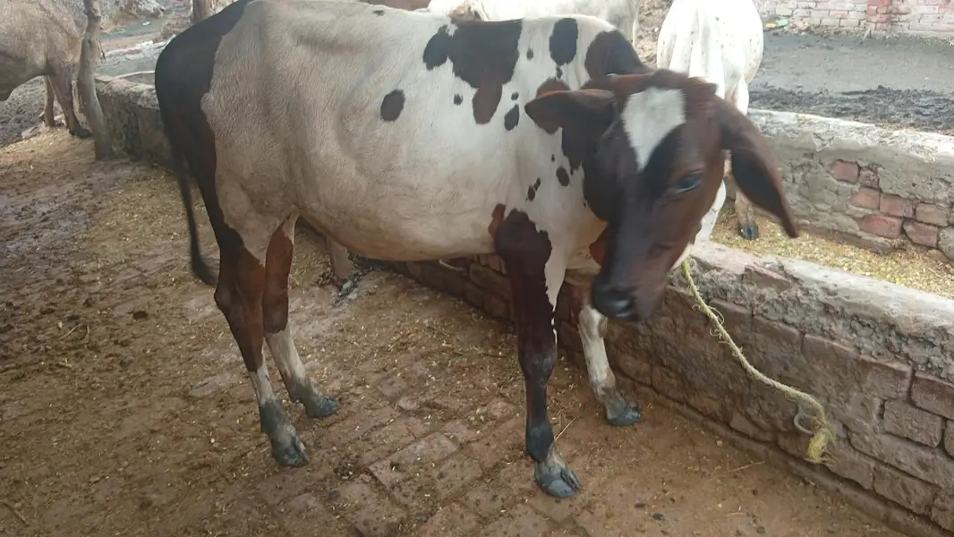 bachri for sale — photo 3