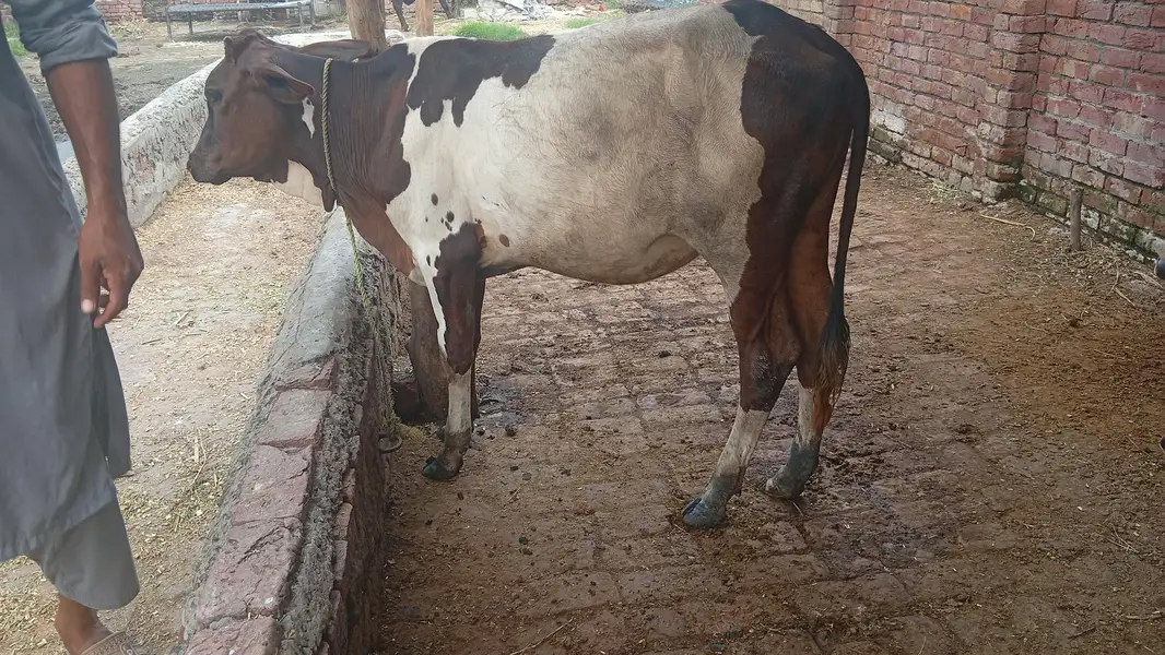 bachri for sale — photo 4