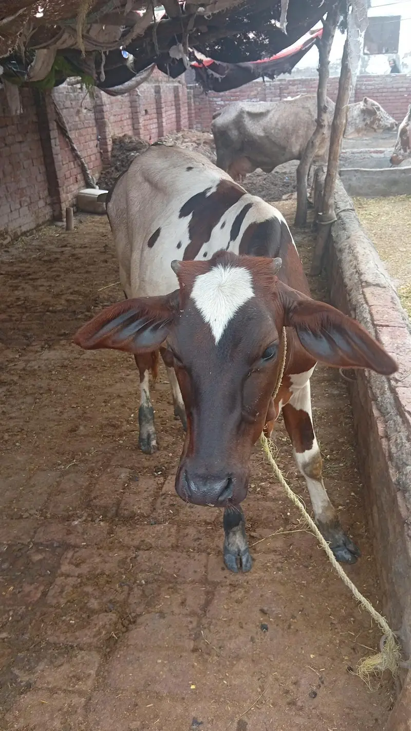 bachri for sale — photo 5