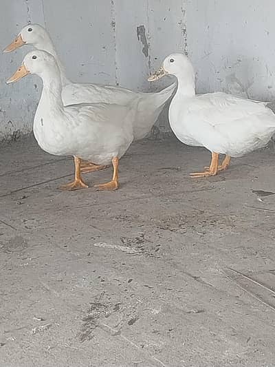 FRIENDLY DUCKS FOR SALE 3 PAPER WHITE FEMALE AND 1 BLACK ANDwhite MALE