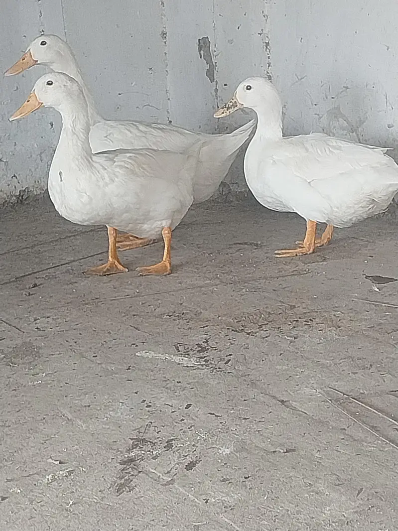 FRIENDLY DUCKS FOR SALE 3 PAPER WHITE FEMALE AND 1 BLACK ANDwhite MALE