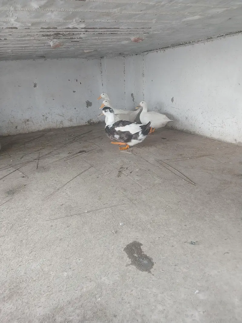 FRIENDLY DUCKS FOR SALE 3 PAPER WHITE FEMALE AND 1 BLACK ANDwhite MALE — photo 2
