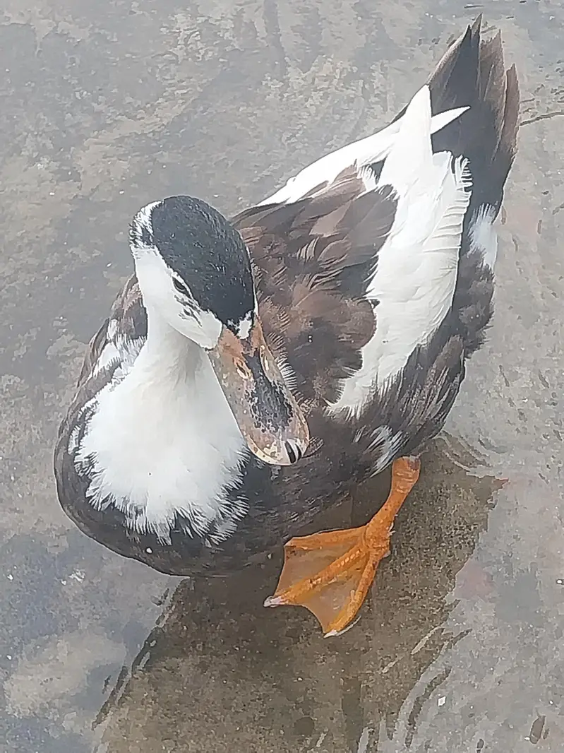 FRIENDLY DUCKS FOR SALE 3 PAPER WHITE FEMALE AND 1 BLACK ANDwhite MALE — photo 3