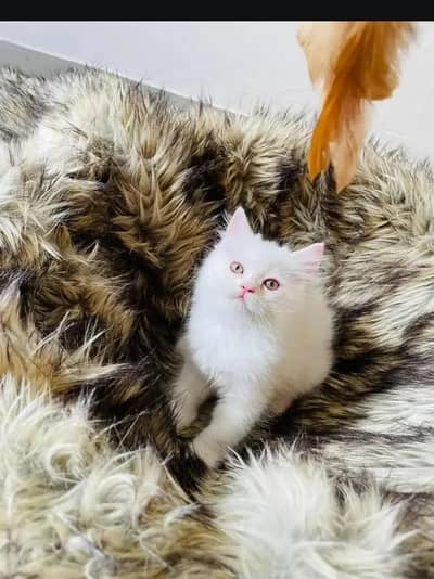 (Persian female kitten) (for sale all) (Pakistan delivery available)