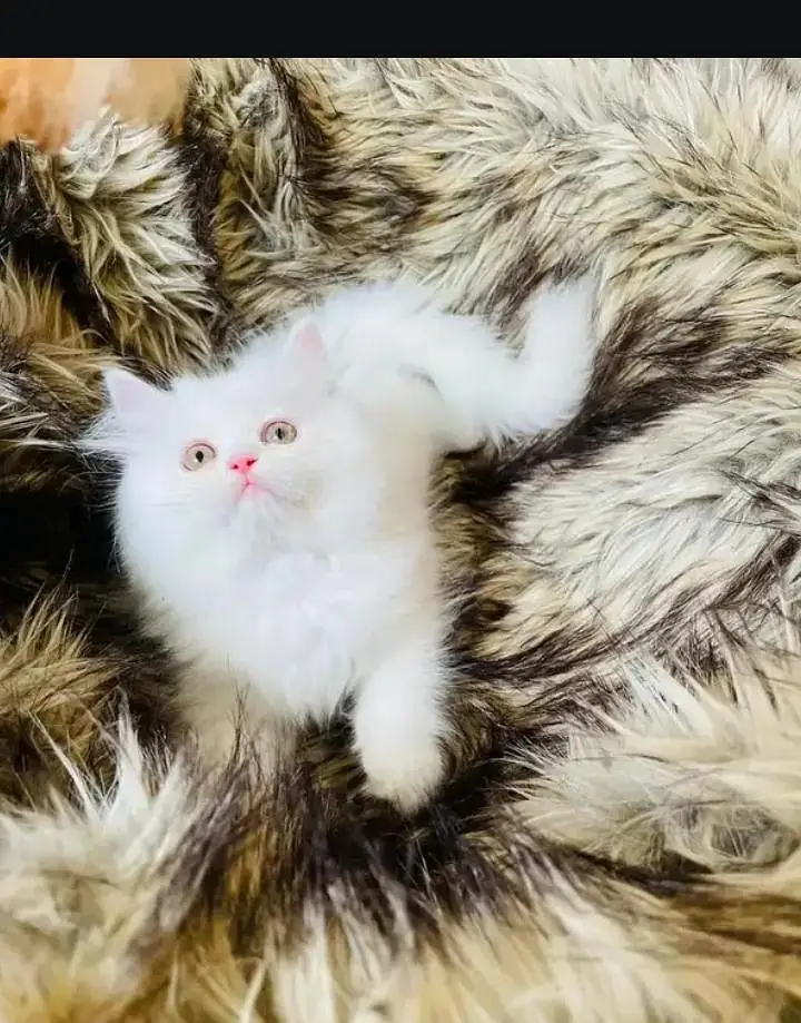 (Persian female kitten) (for sale all) (Pakistan delivery available) — photo 2