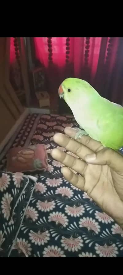 Hand tame parrot available for sale