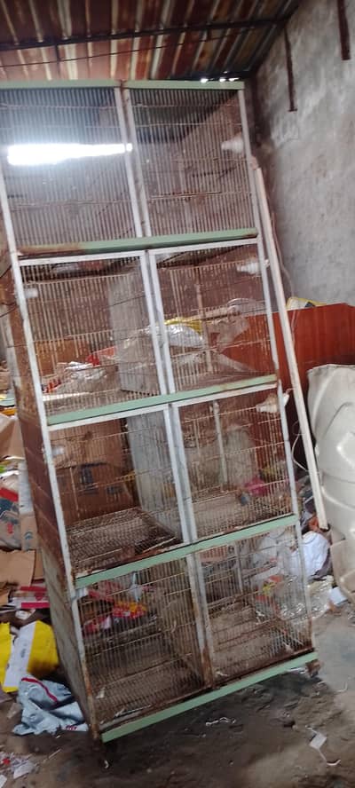 pigen cage