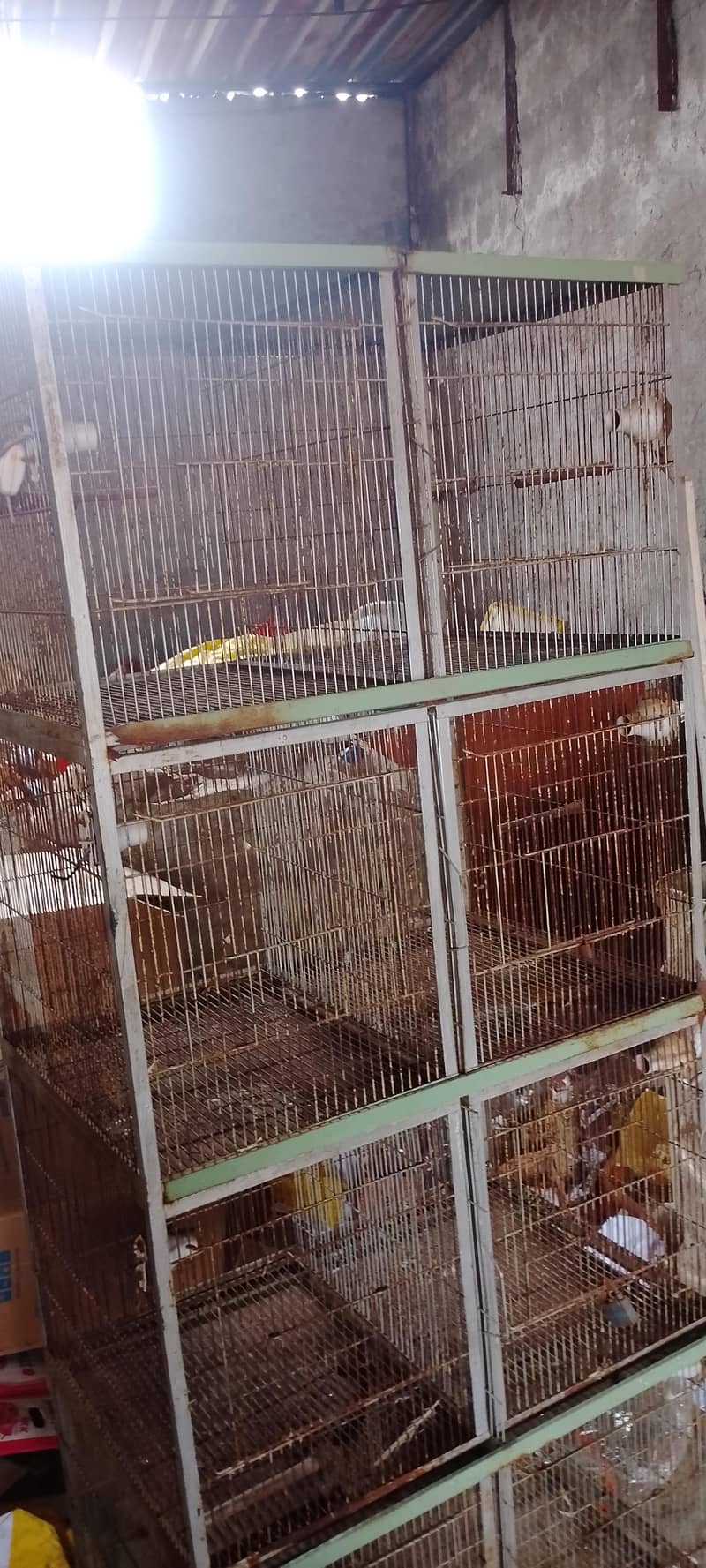 pigen cage 1