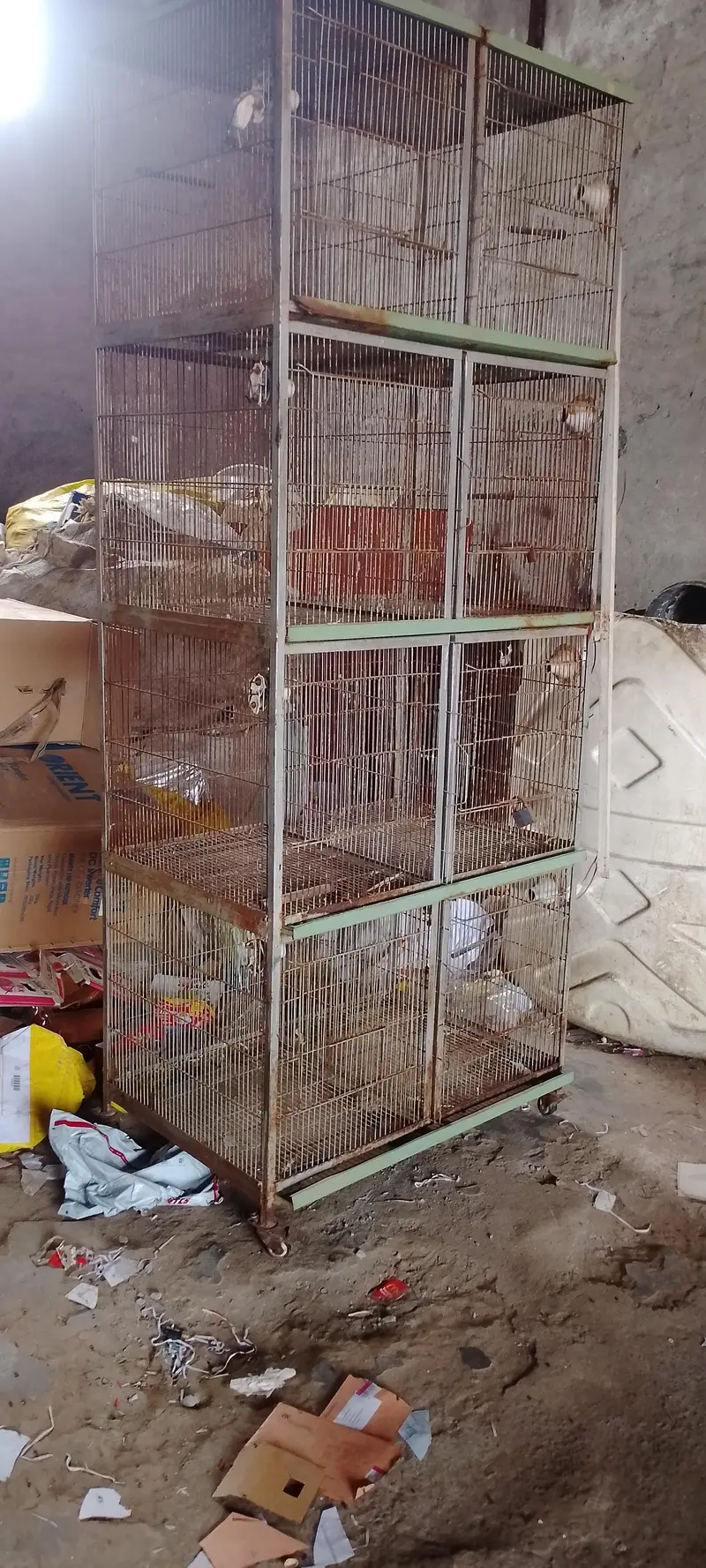 pigen cage — photo 3