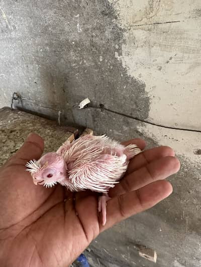 Eno chick best for hand tamed