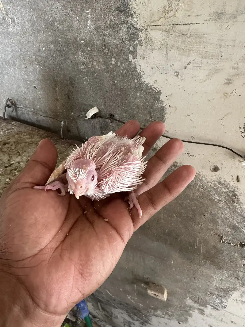 Eno chick best for hand tamed — photo 2