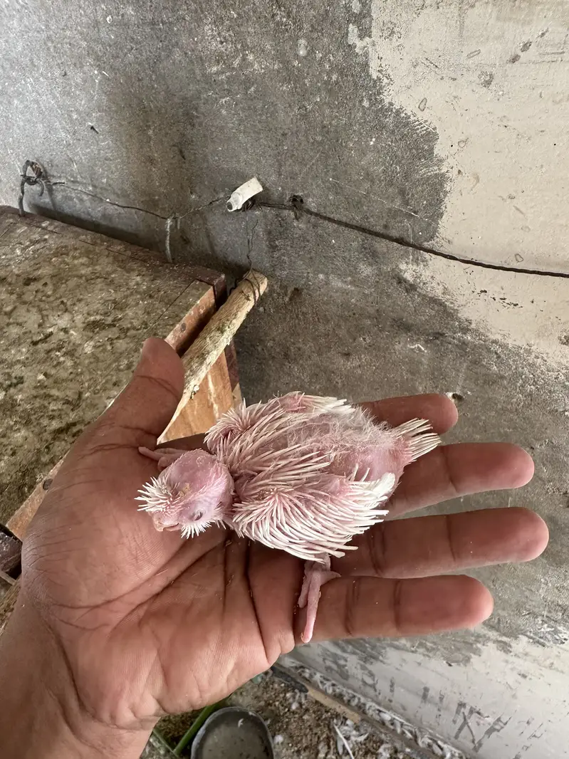 Eno chick best for hand tamed — photo 3
