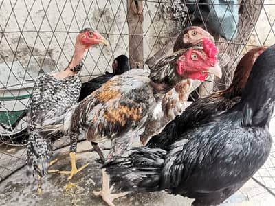 4 Aseel Hens + 1 Aseel Rooster for Sale | Healthy & Active | Lahore