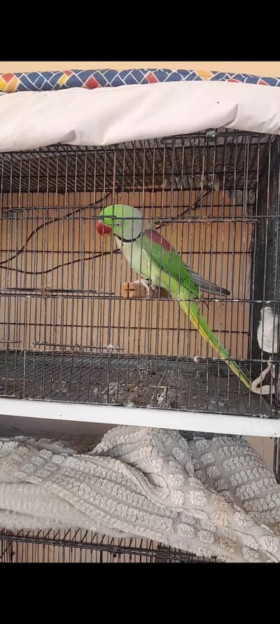 Raw parrot for sale