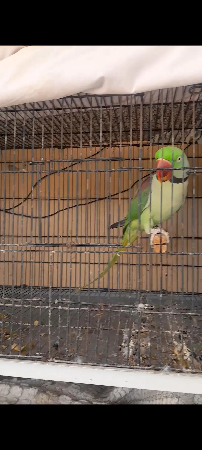 Raw parrot for sale — photo 2