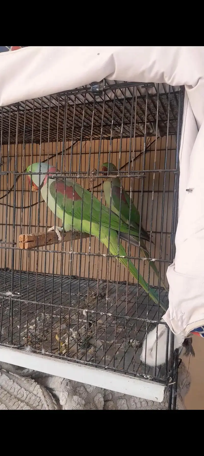 Raw parrot for sale — photo 3