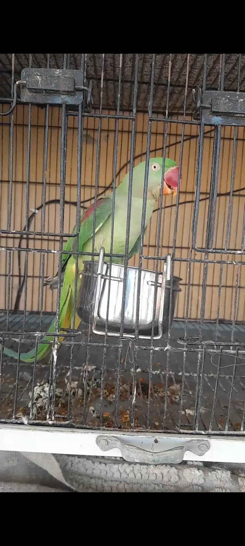 Raw parrot for sale — photo 4