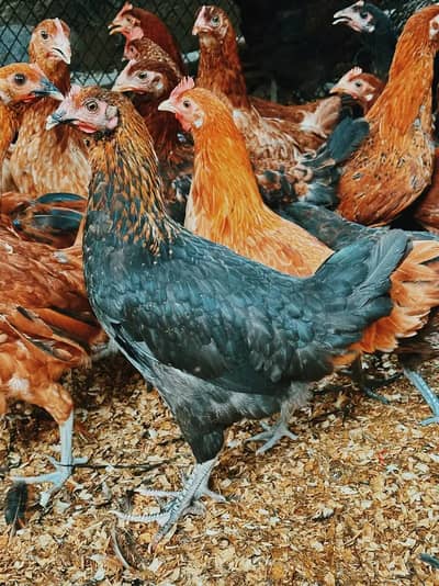 golden misri |desi hens | golden misri pathi |4 month | each price 900