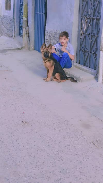 Garman shaft feemal dog for saal