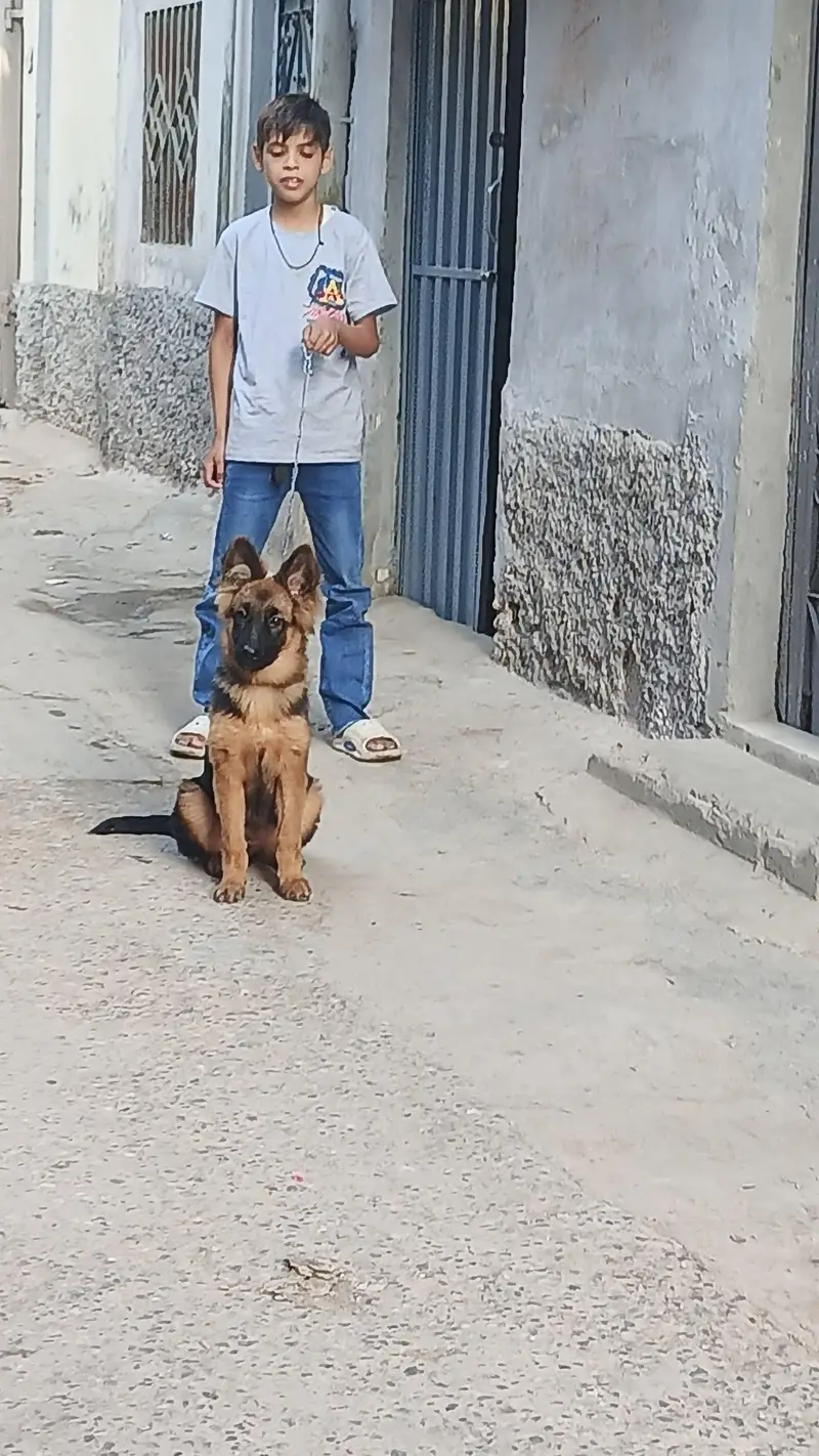 Garman shaft feemal dog for saal — photo 2