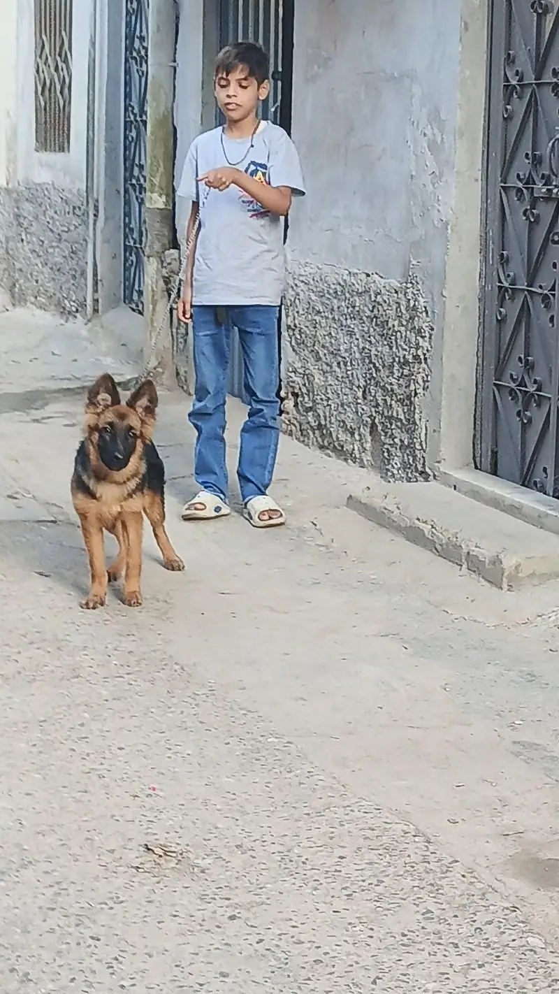 Garman shaft feemal dog for saal — photo 3
