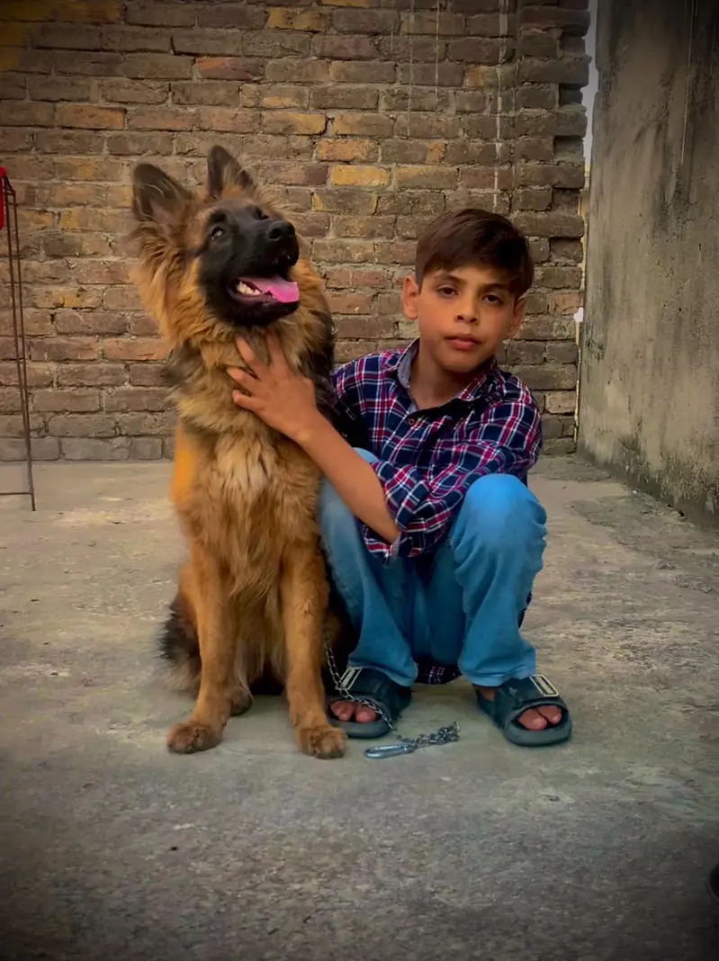 Garman shaft feemal dog for saal — photo 6