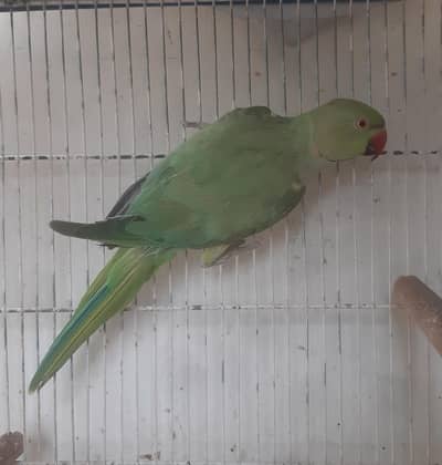 Ring neck On Mood talking & Breeding Male & No hand tame