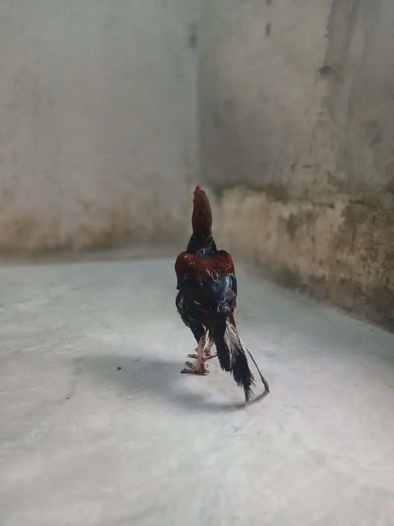 pure aseel lakha murgha — photo 5