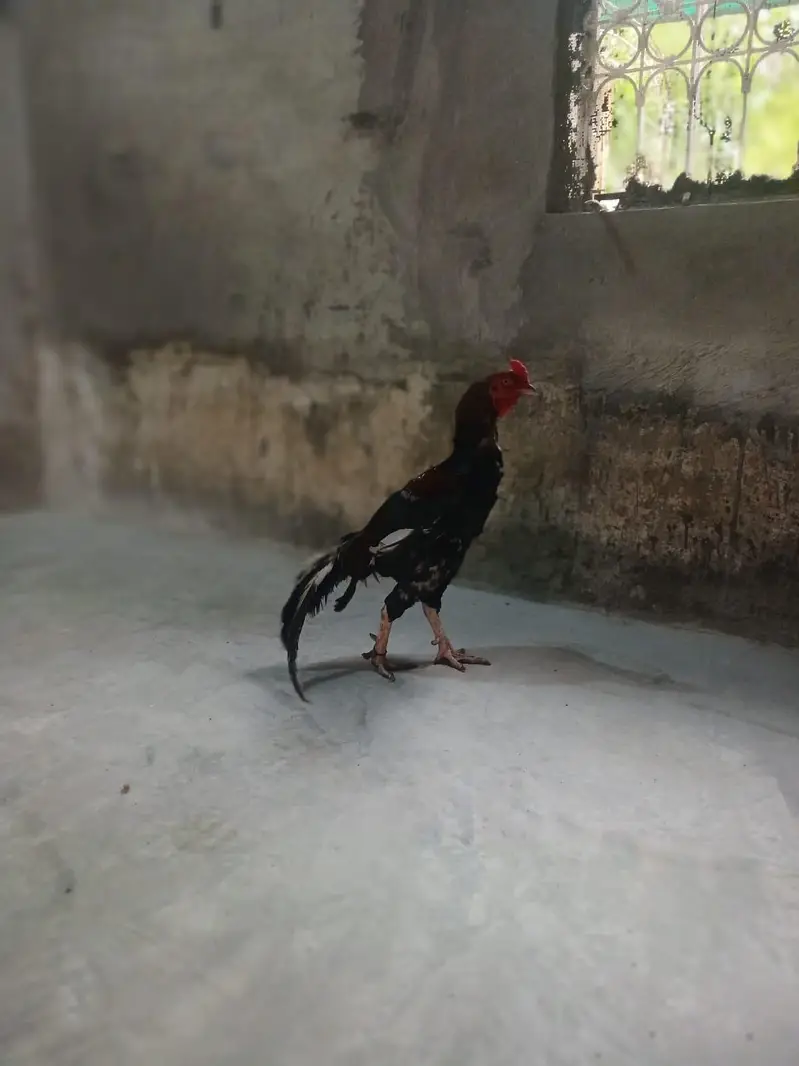 pure aseel lakha murgha — photo 7