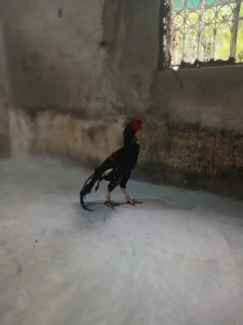pure aseel lakha murgha — photo 8