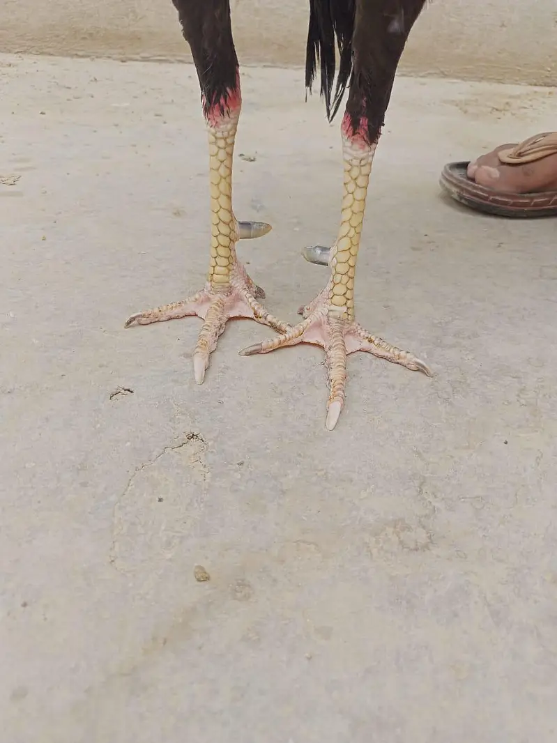 mazboot Kala jawa — photo 2