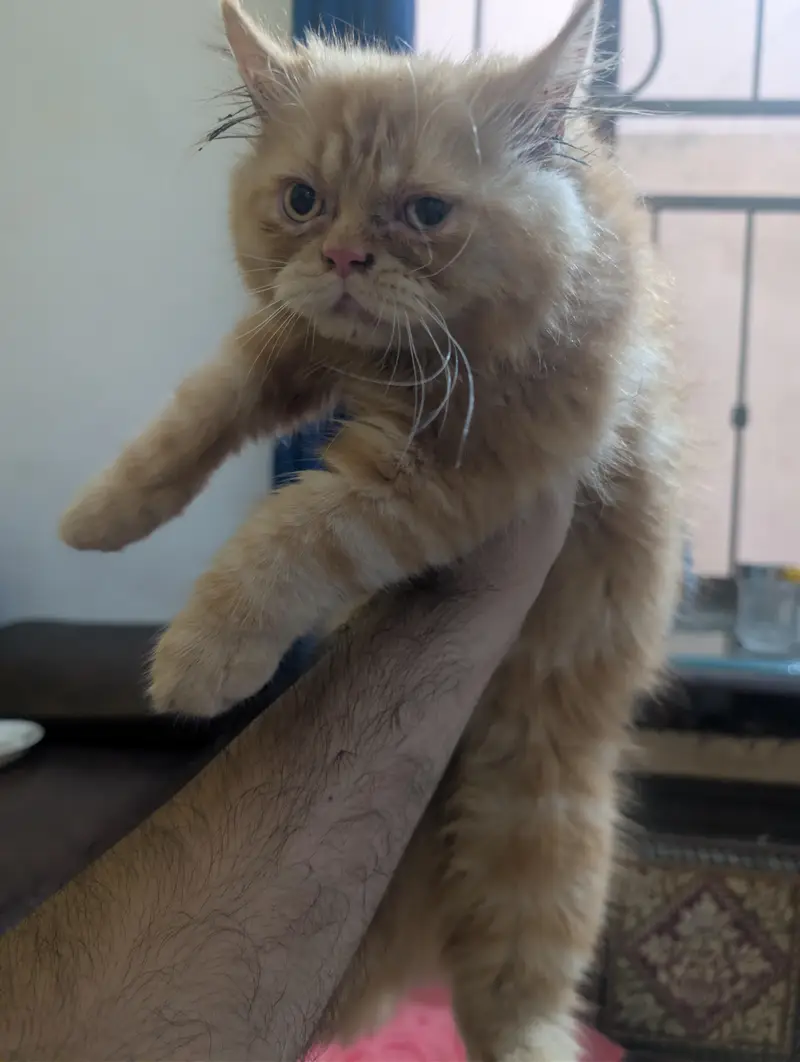 cat punched face — photo 2