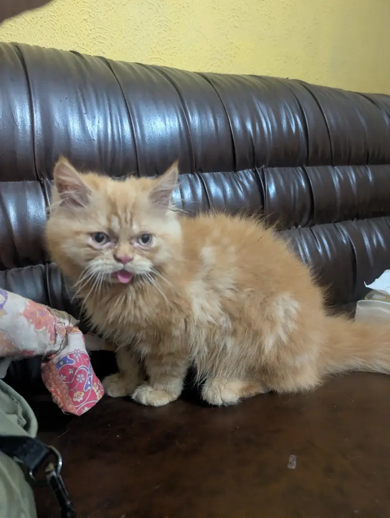 cat punched face — photo 3