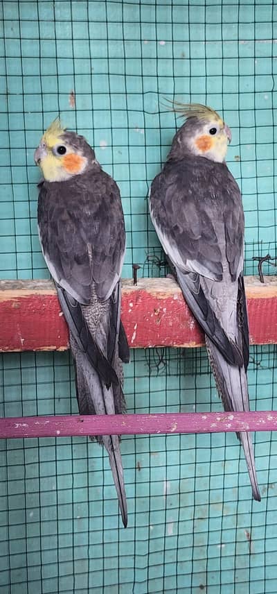 urgent sale cocktail Male's