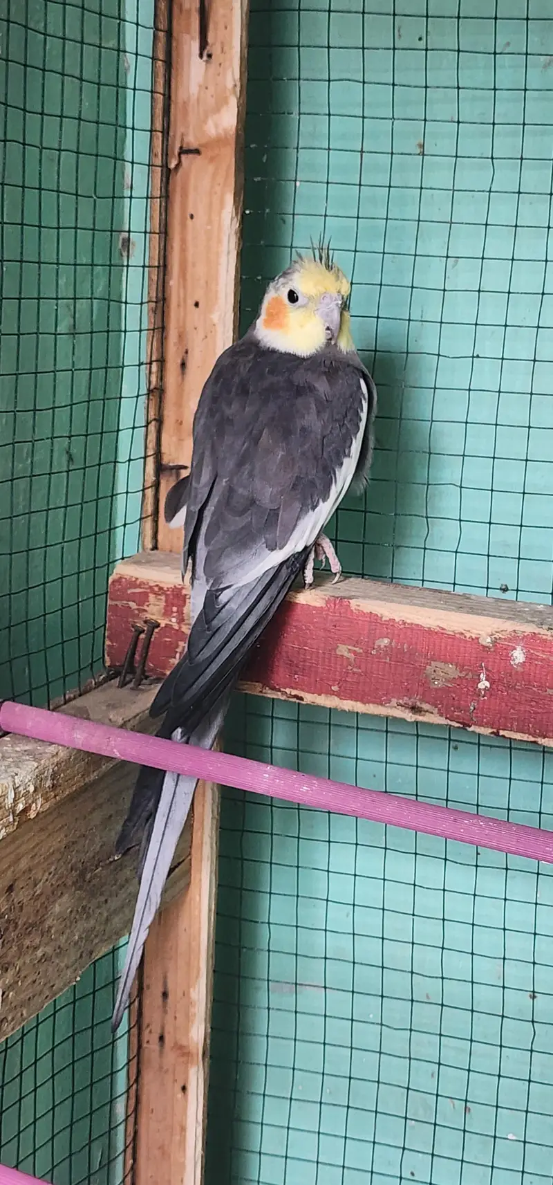 urgent sale cocktail Male's — photo 2