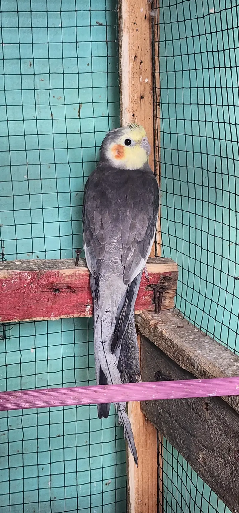 urgent sale cocktail Male's — photo 3