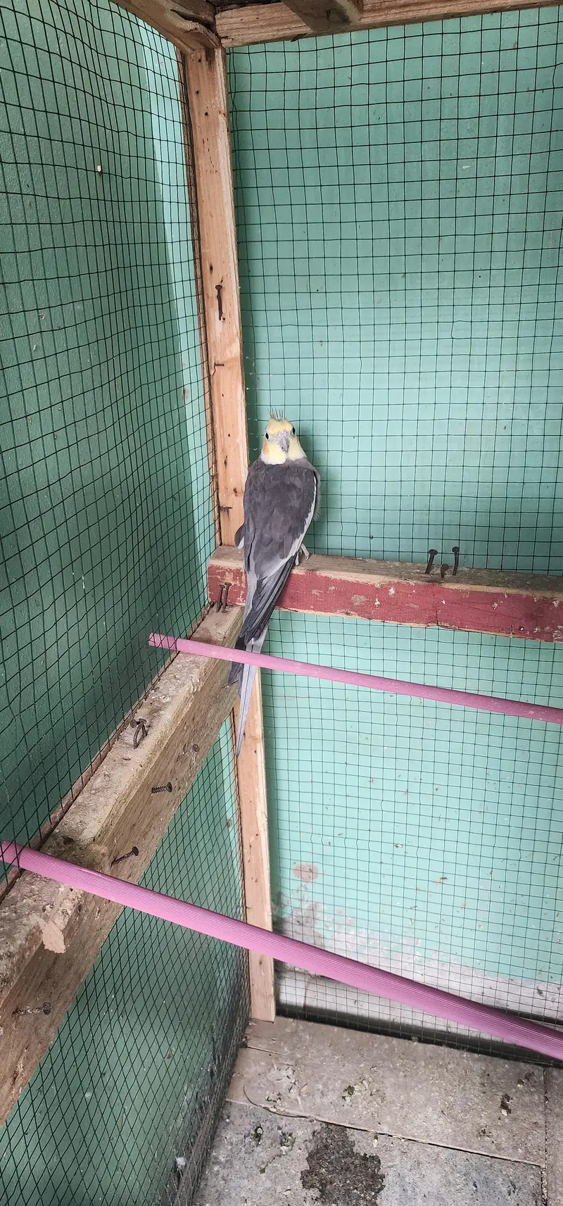 urgent sale cocktail Male's — photo 4