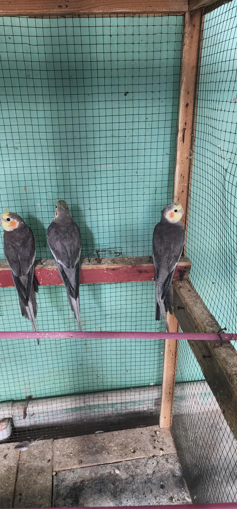 urgent sale cocktail Male's — photo 5
