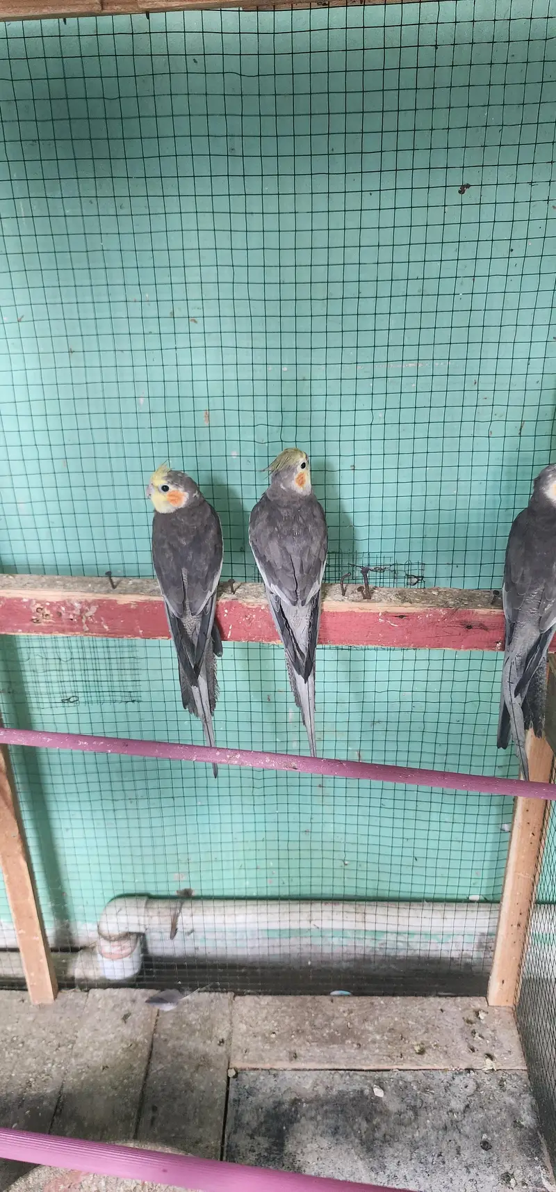 urgent sale cocktail Male's — photo 6