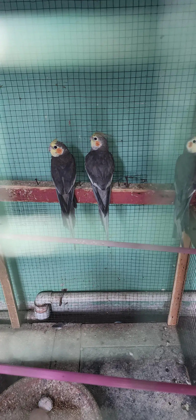 urgent sale cocktail Male's — photo 7
