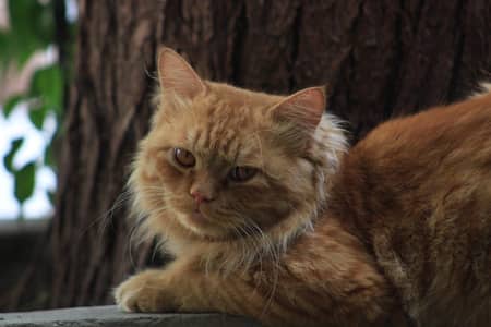 2 years old male brown cat available for sale