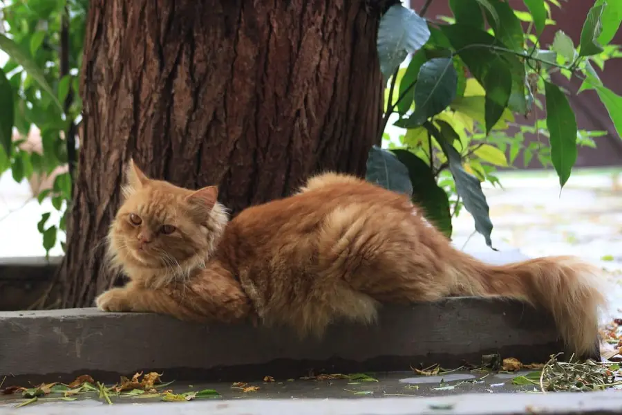 2 years old male brown cat available for sale — photo 2