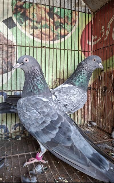 Kasoori Breeder Pair