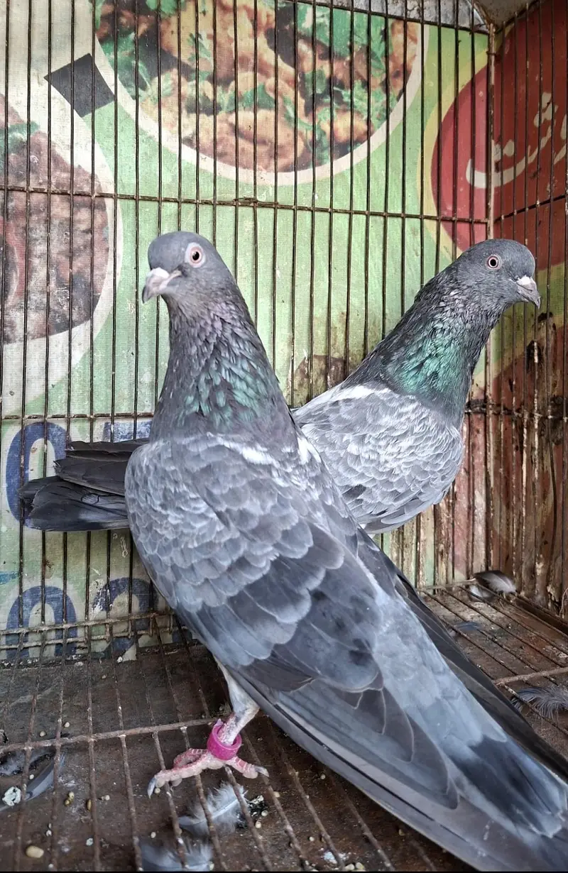 Kasoori Breeder Pair — photo 2