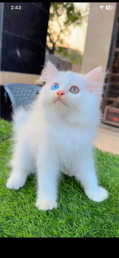 Persian kitten,Persian diff eye colour kitten available