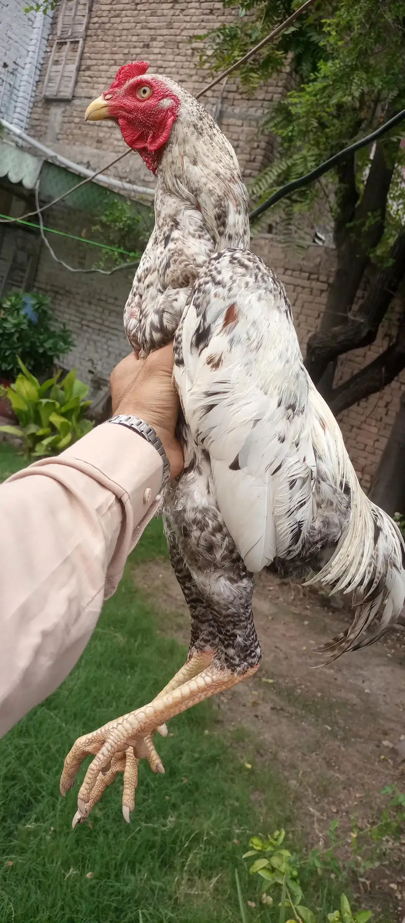 Aseel. shamo — photo 3