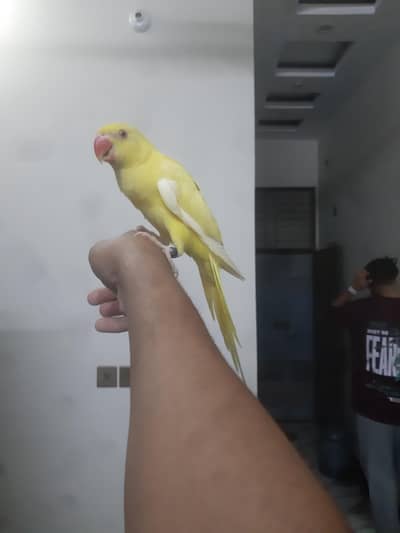 Yellow Ringneck Pattha Sami Hand tame