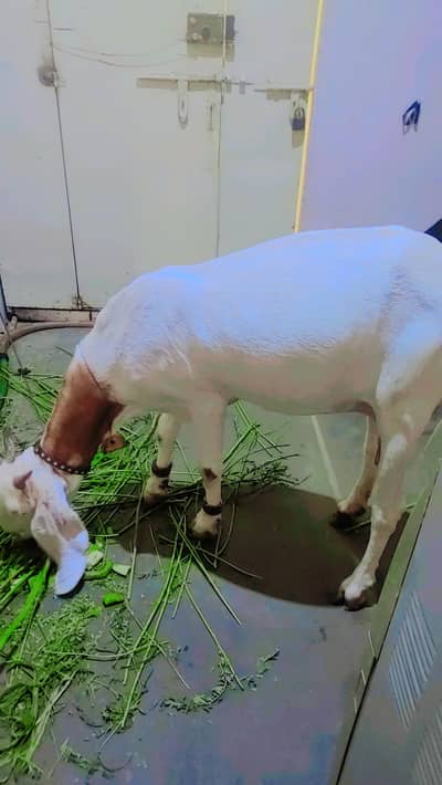 famale bakri